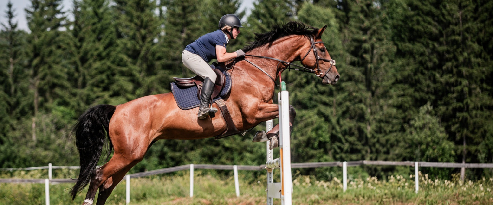 summer horseshow.jpg