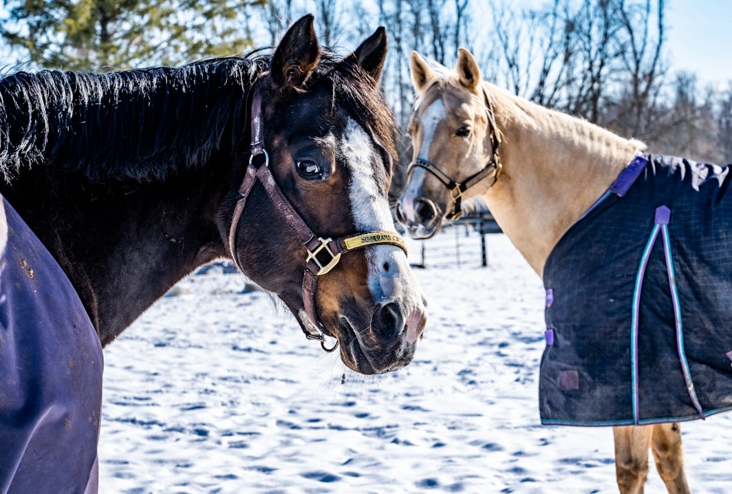 w-1064h-718-7af8b0-EaGtYX52eBw