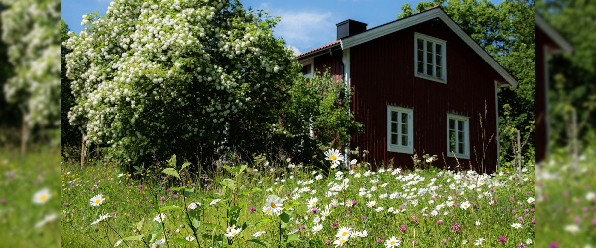 w-1200h-500-722b34-Låt gräsmattan blomma 1200x500.jpg