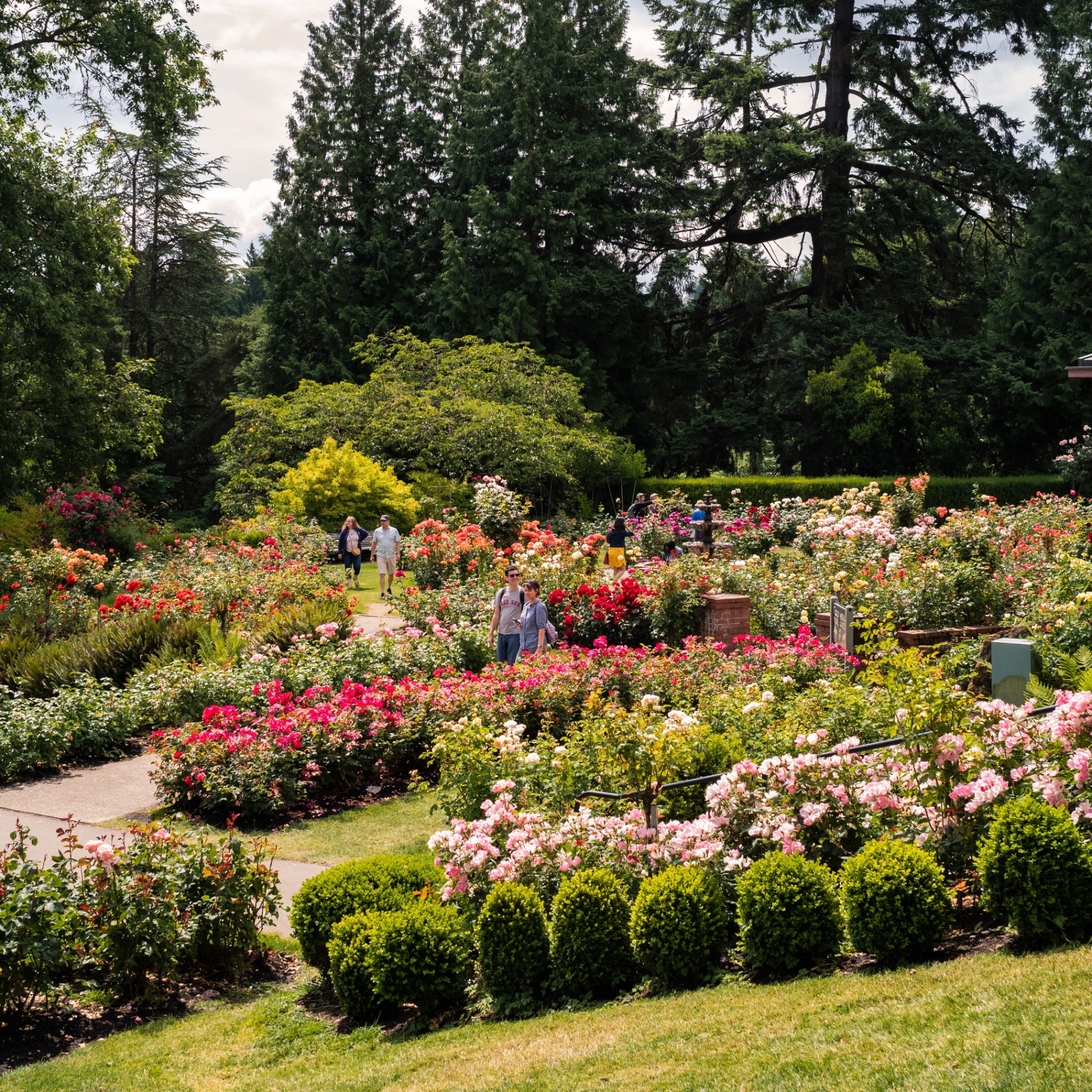 people walking through a rose garden