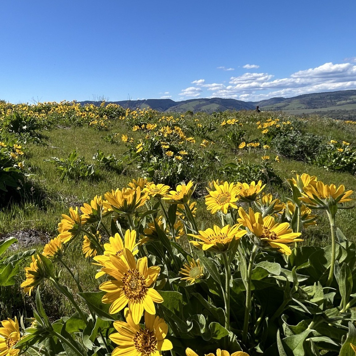 fields of yellow flowers on a hillside