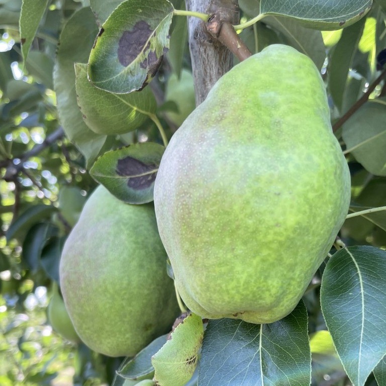 pears ripening on a tree