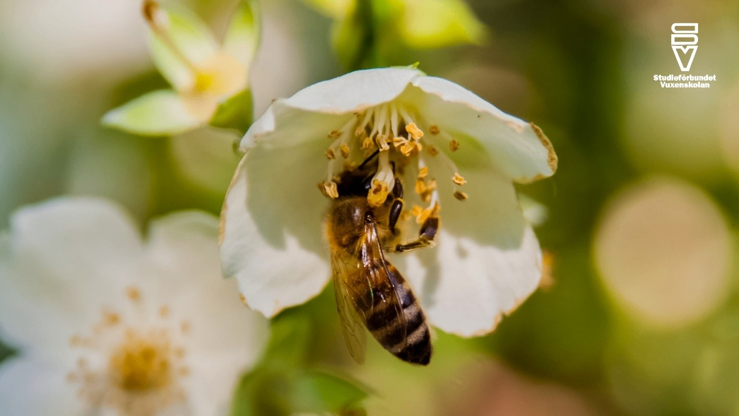 w-1080h-608-6c80b7-Biodling nybörjare övik vt 26 FB_2026-03-09_113708.jpg