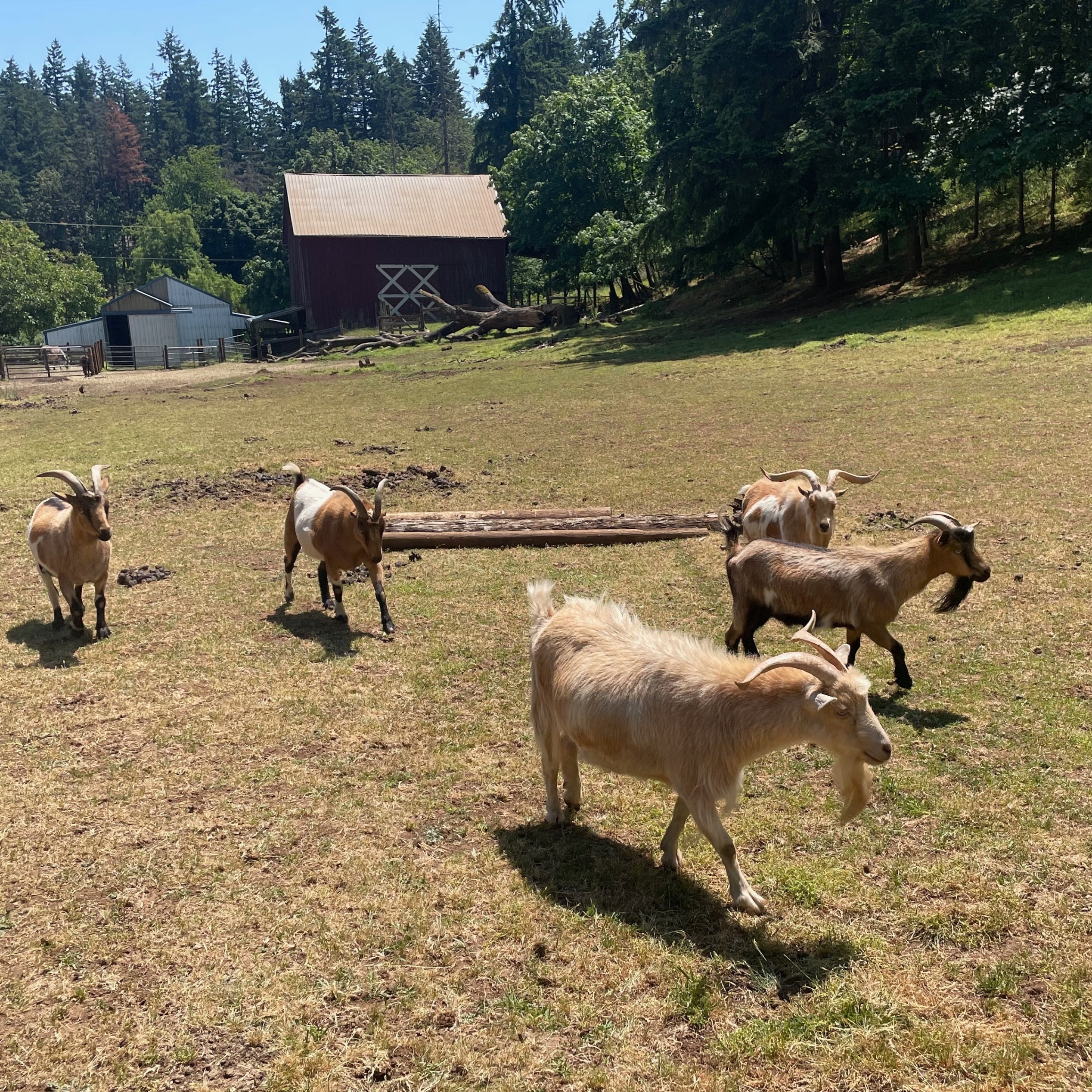 five goats walking on a farm