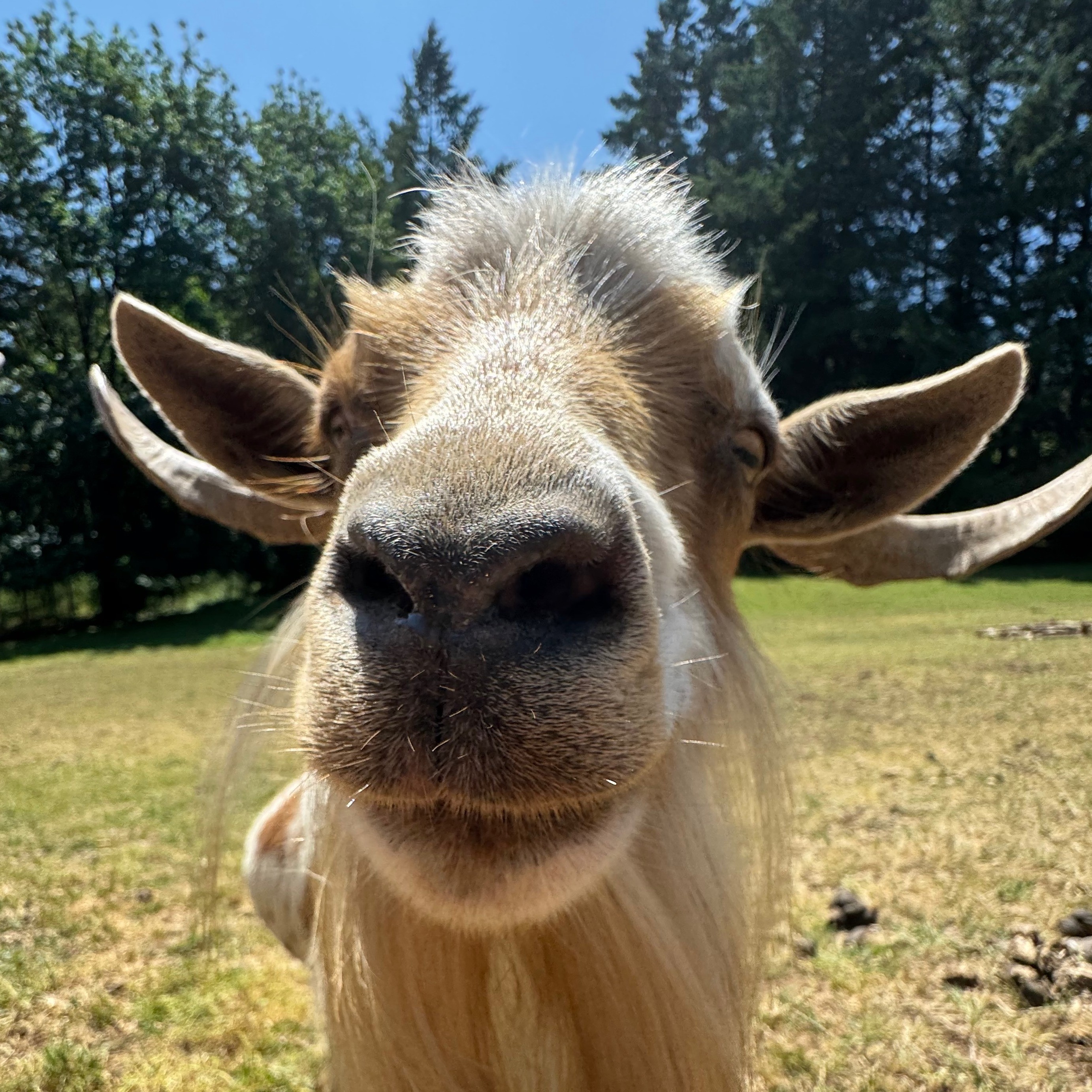 a close-up of a goat's face
