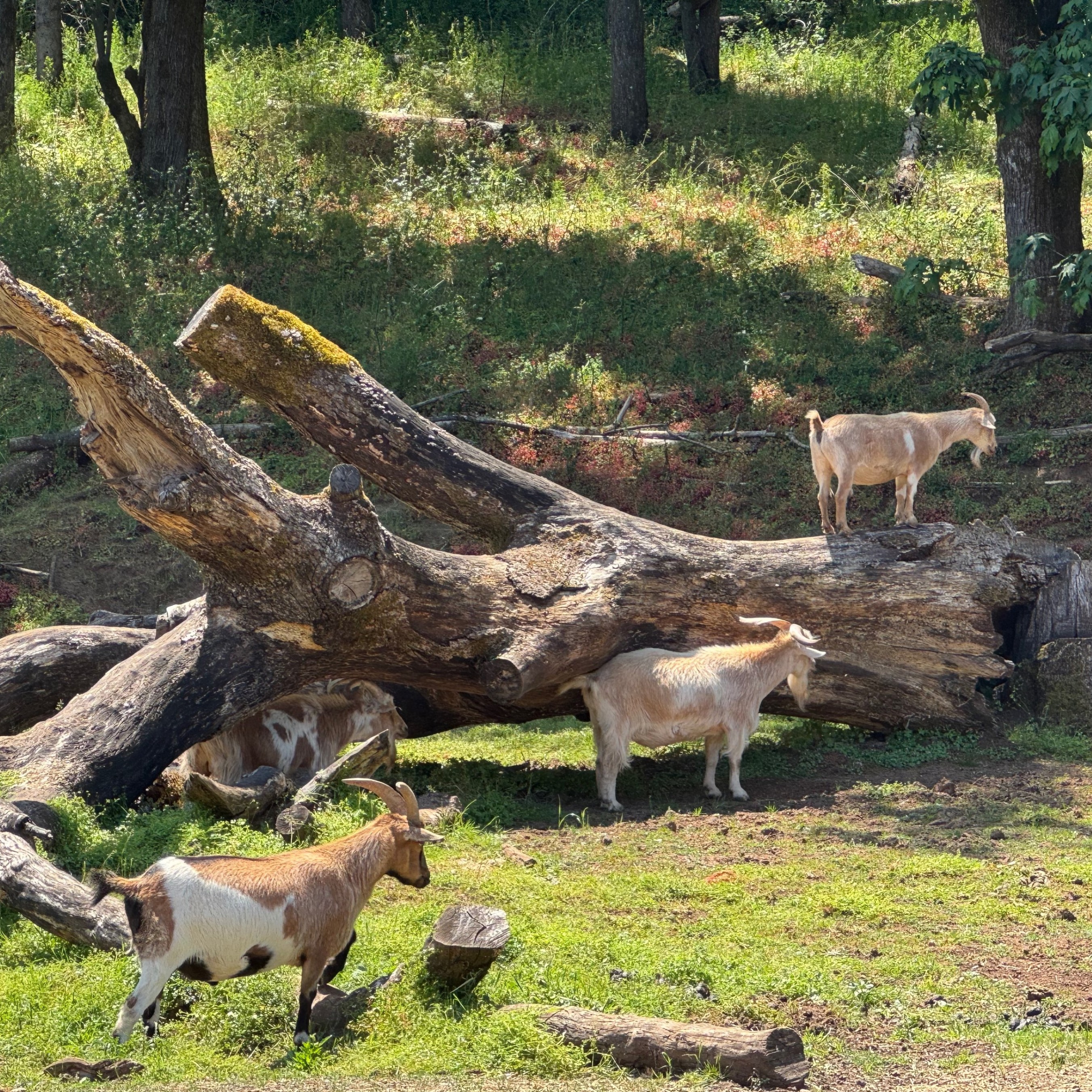 goats standing on and around a large log