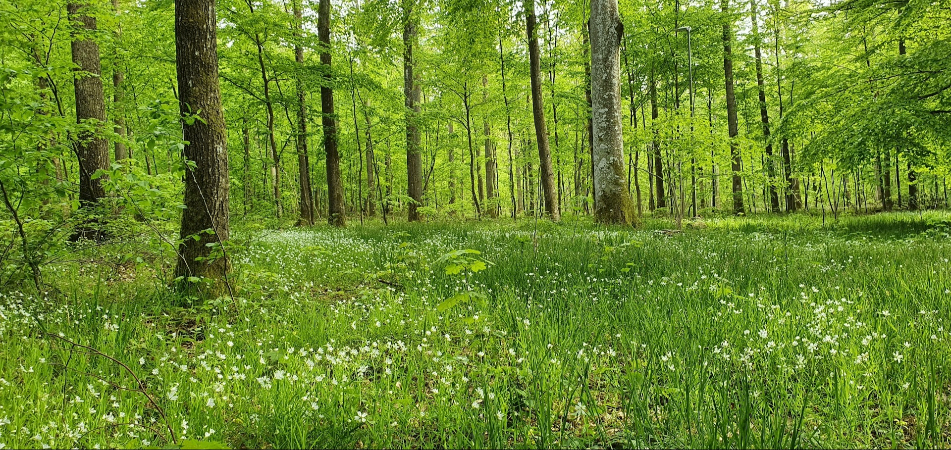  Våräng bokskog Degeberga hembugdspark