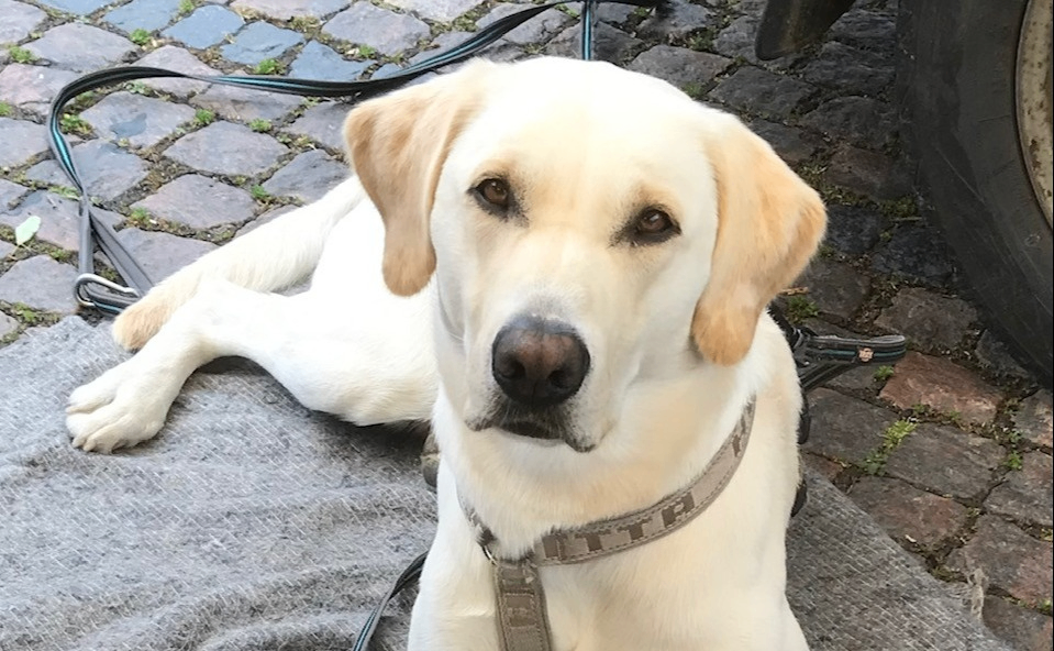 Hunden Qivi, en jaktlabrador