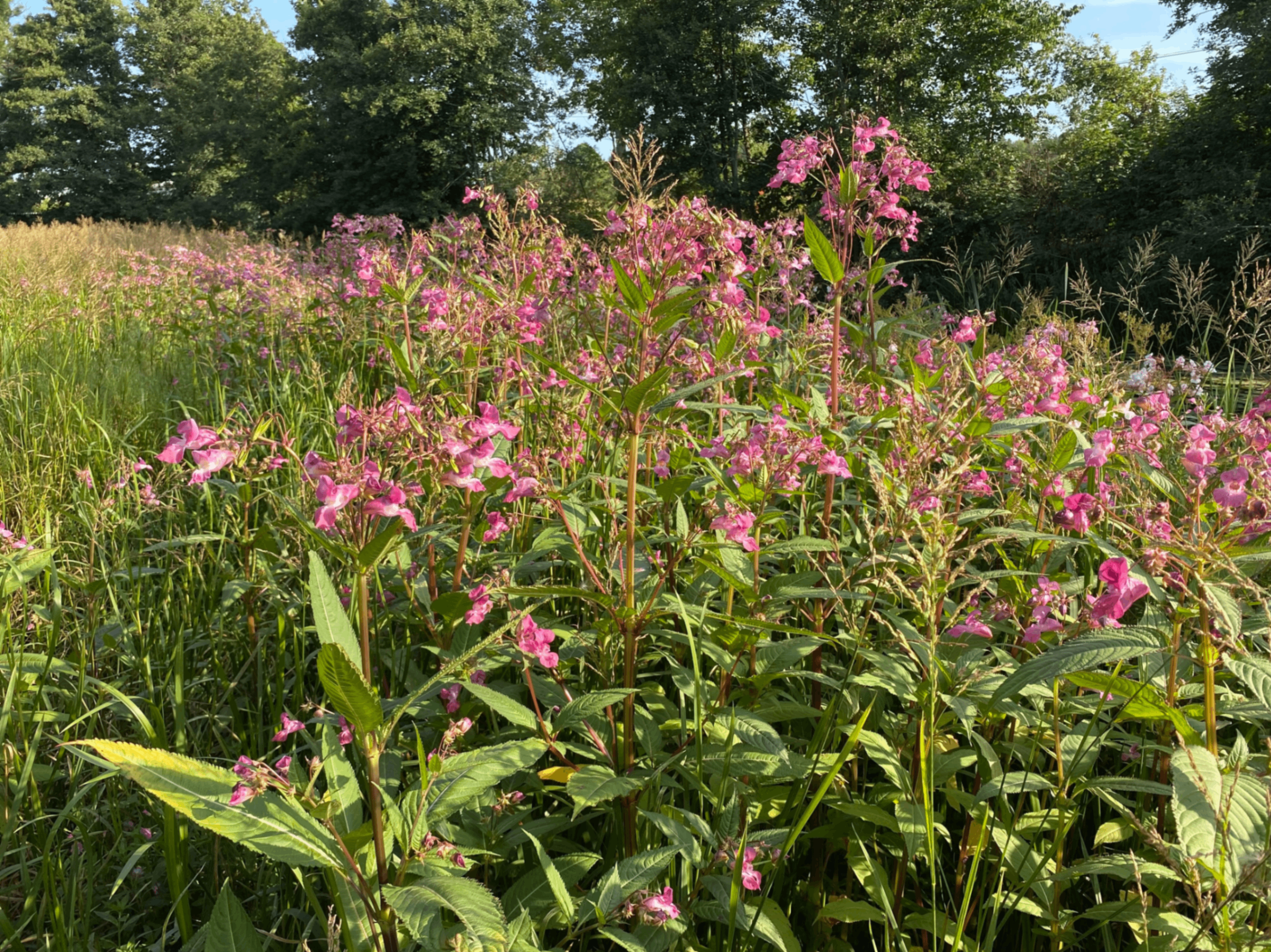 Evenemangs bild för evenemang Bekämpa jättebalsamin