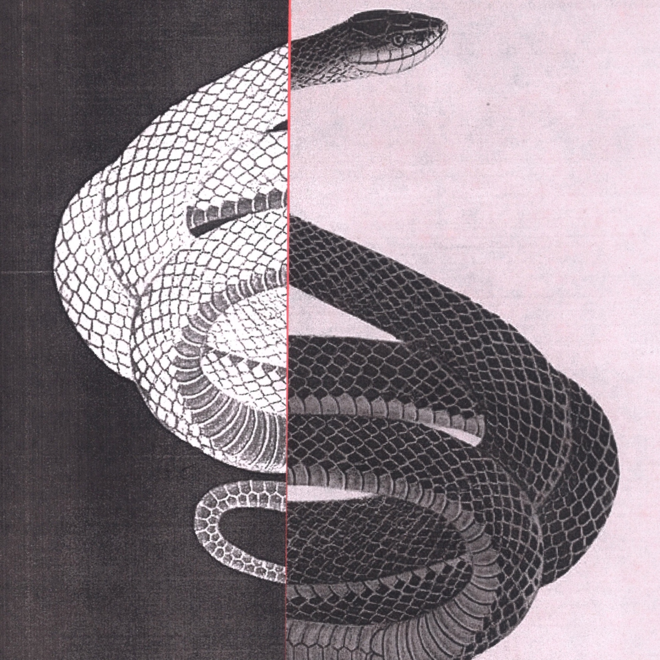 art of a serpent in black and white