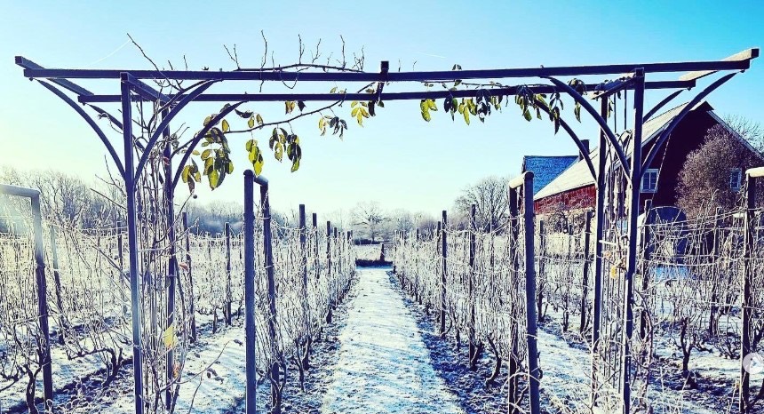 Evenemangs bild för evenemang Magisk julvandring i vingården på Ivögården!