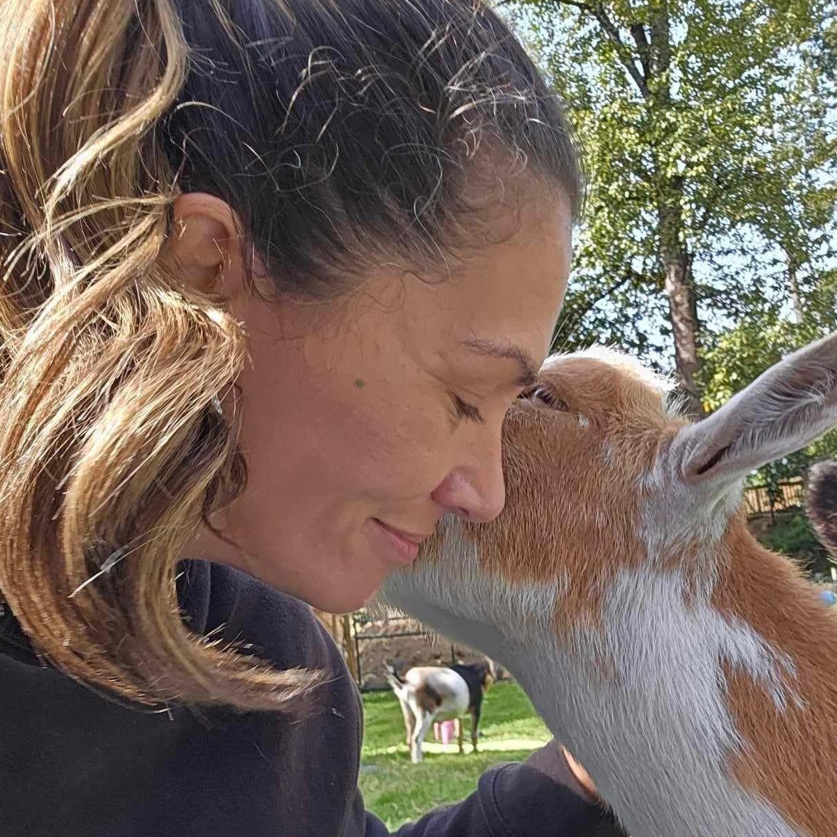 a goat nuzzling a person's face