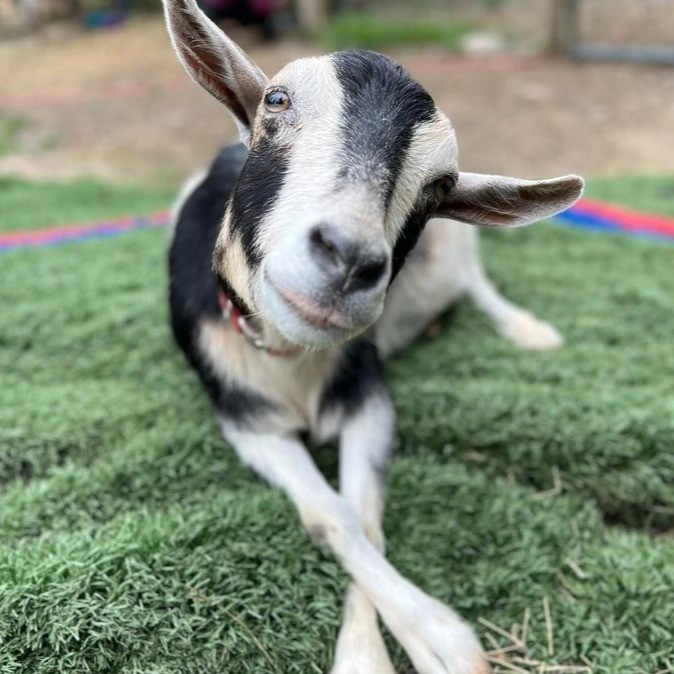 a goat lying down