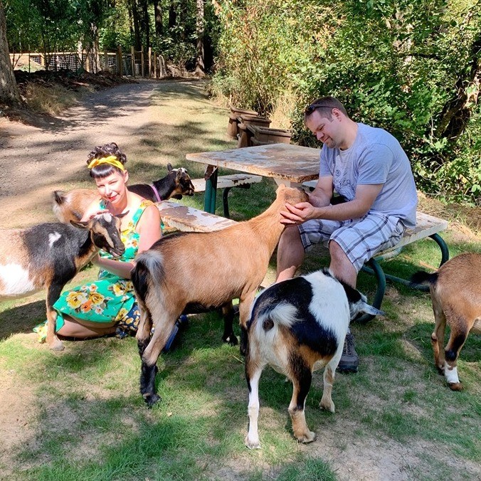 two people pet several goats