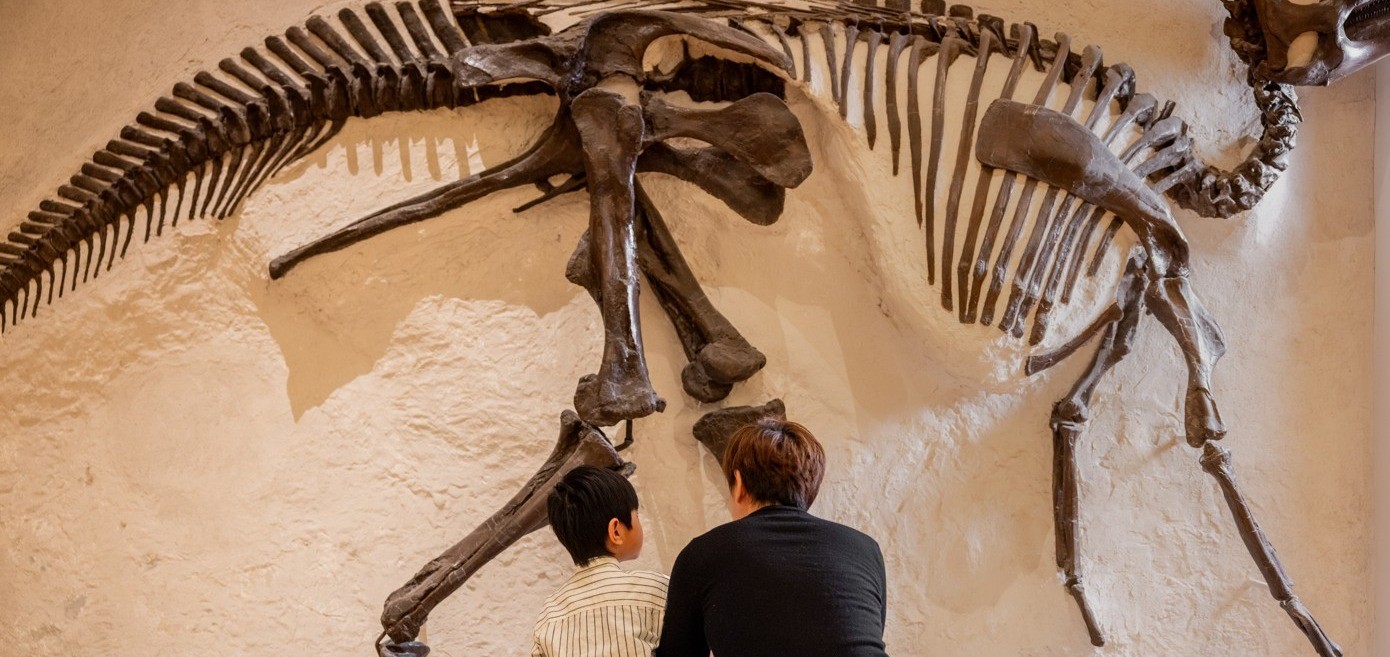 Third Tuesday Nights Free at ROM