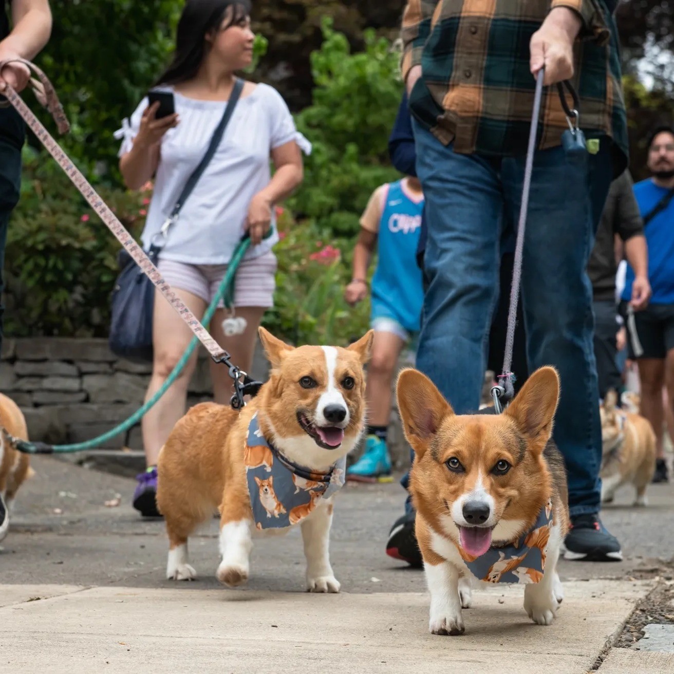 Event Photo: Portland Corgi Walk