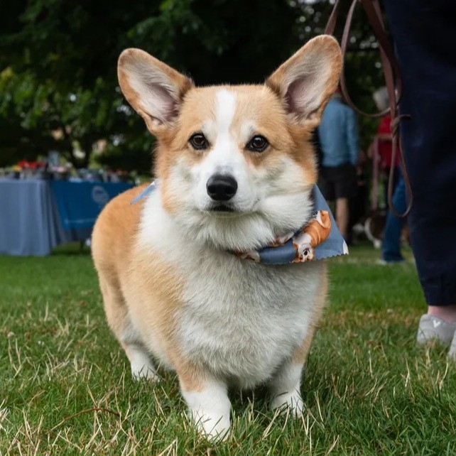 Event Photo: Portland Corgi Walk