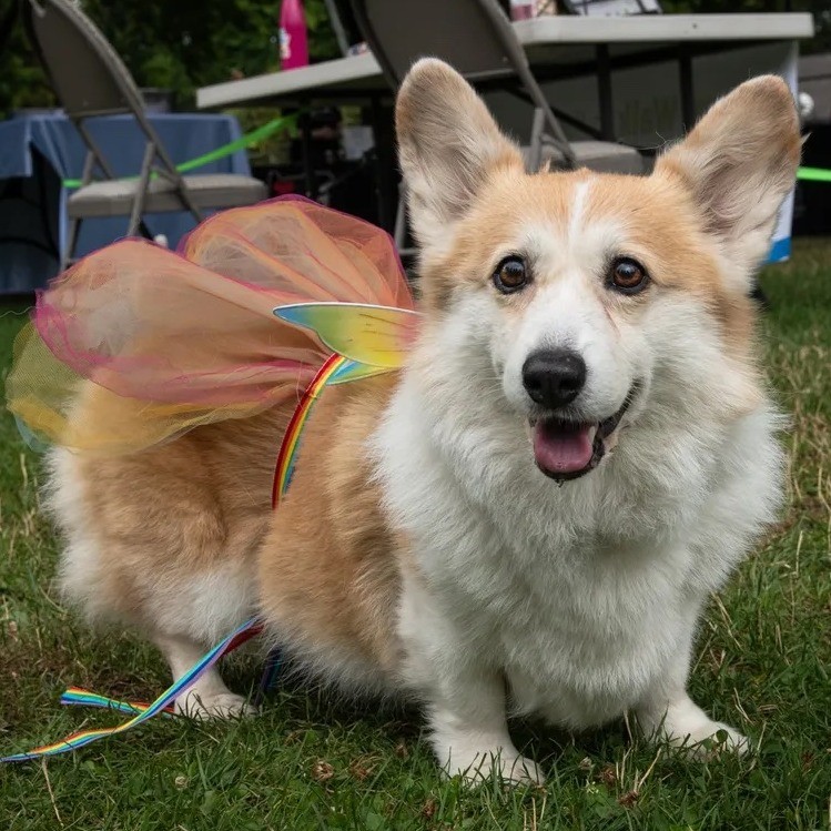 Event Photo: Portland Corgi Walk