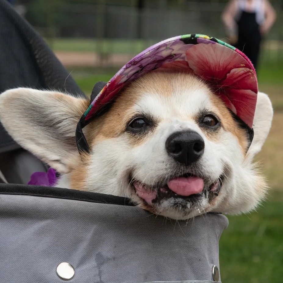 Event Photo: Portland Corgi Walk