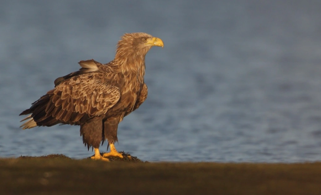 Höstlov - Vilken fågel såg du? Följ med ut och skåda! - Djur & Natur evenemang i Varberg