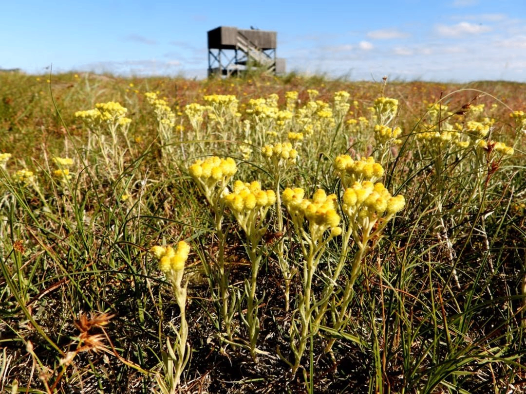 Evenemangs bild för evenemang Floravandring Lyngsjö