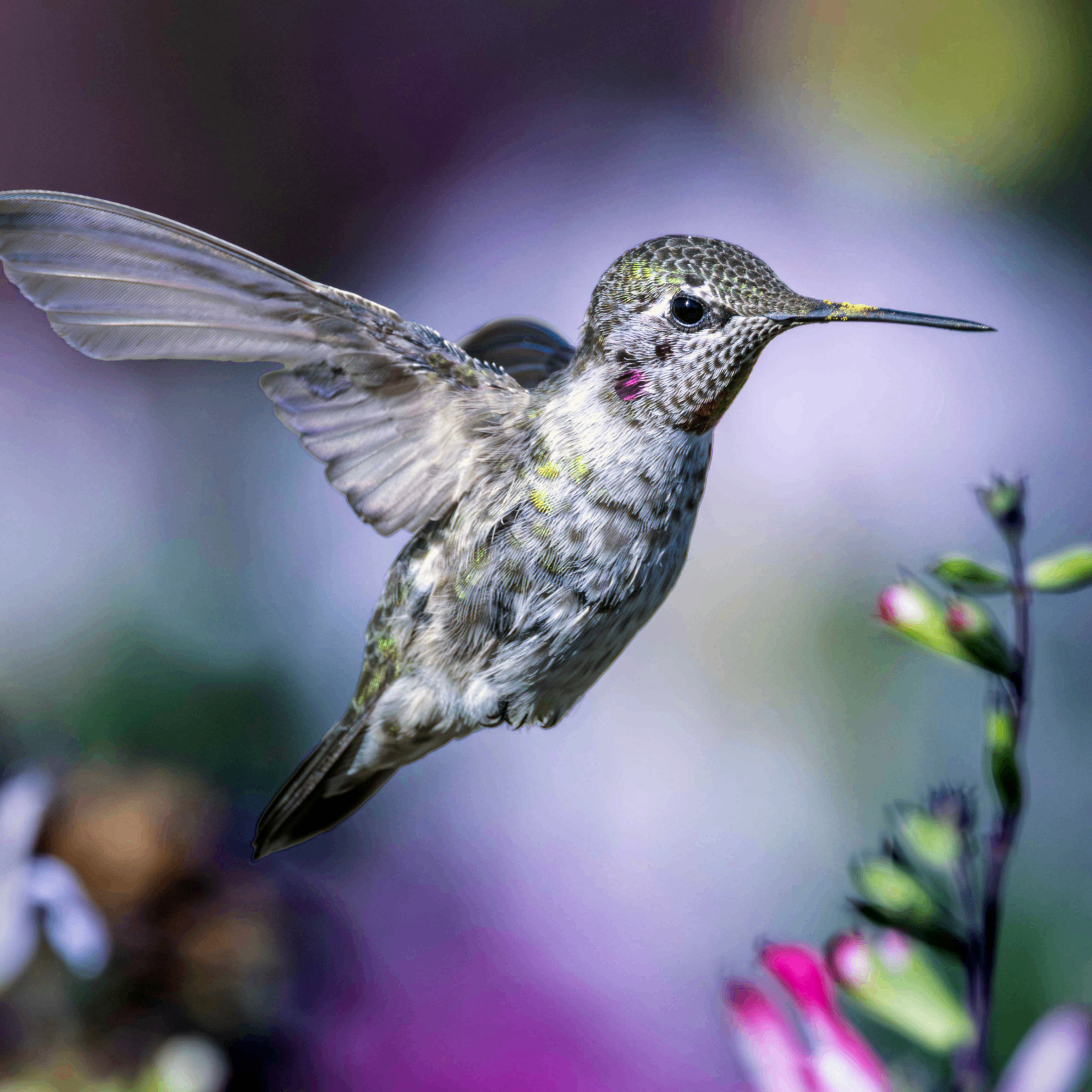 Event Photo: A Little Bird Told Me