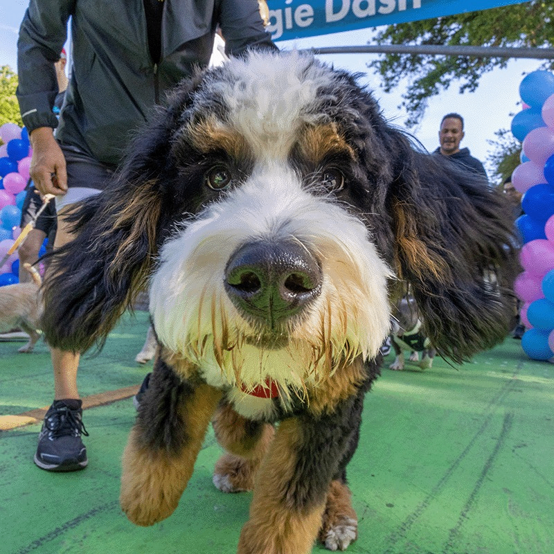 Event Photo: Doggie Dash