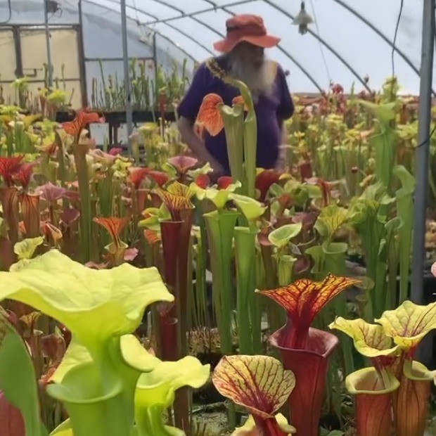 a person walking through a greenhouse full of carnivorous plants