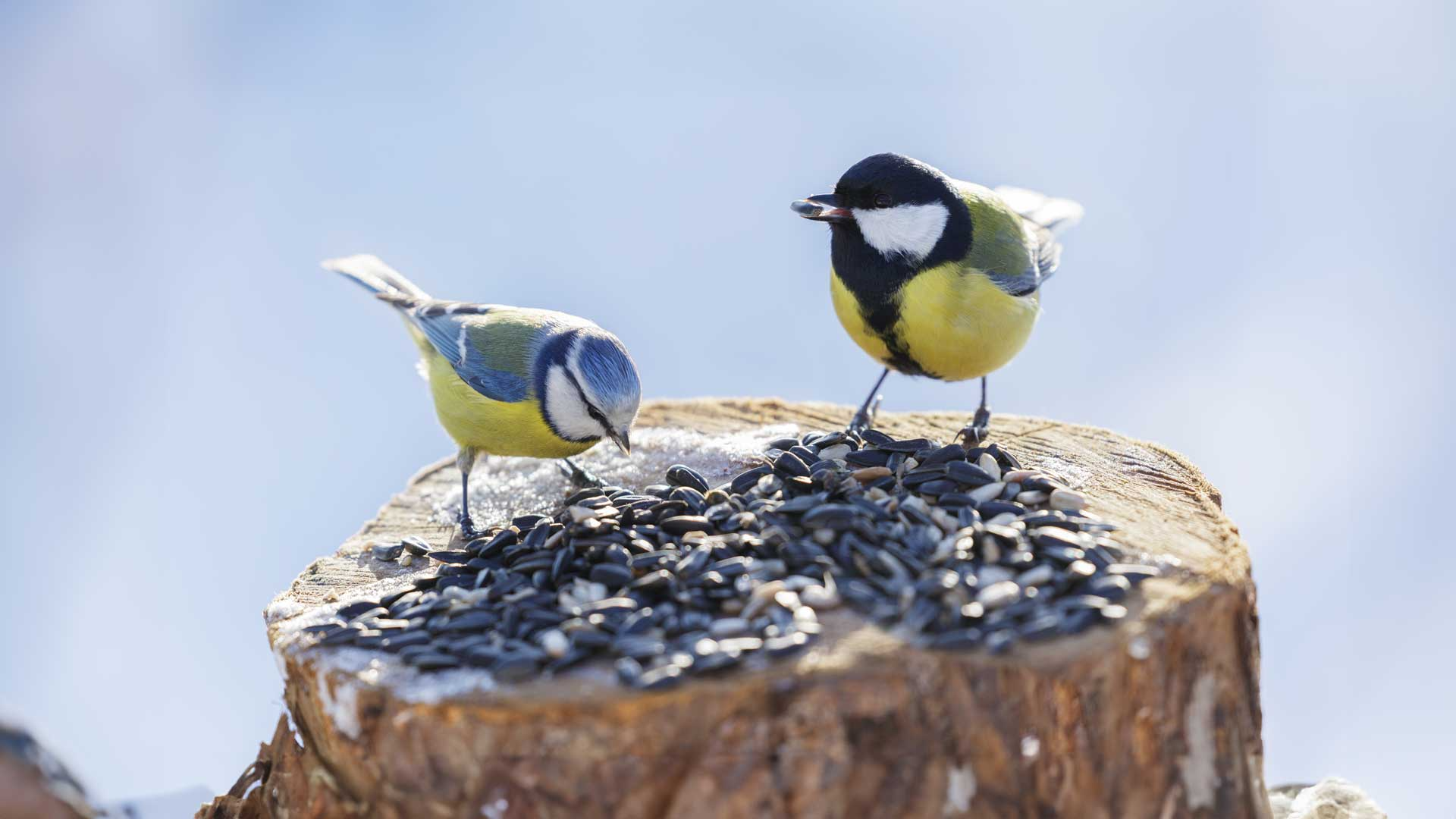 Evenemangs bild för evenemang Vinterfåglar inpå knuten