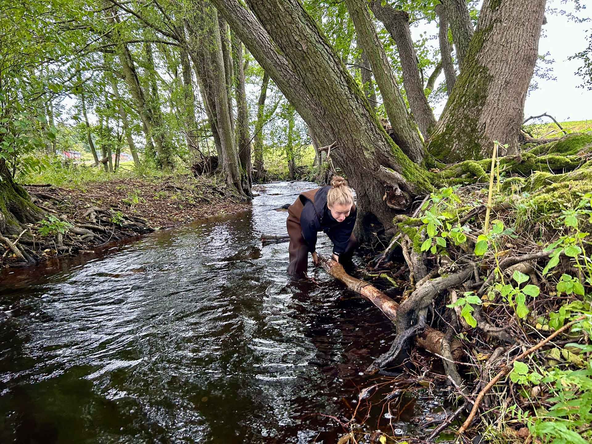 Evenemangs bild för evenemang Mjöån- liten å med höga värden