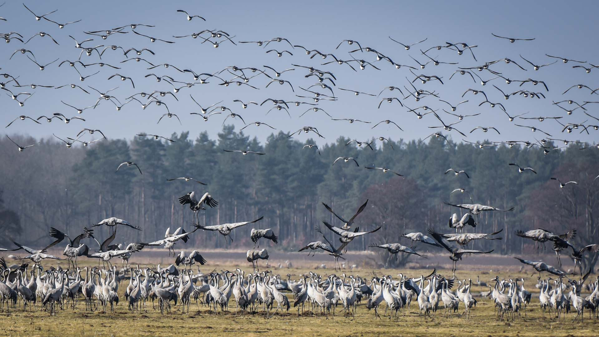 Evenemangs bild för evenemang Tranbuss till Pulken