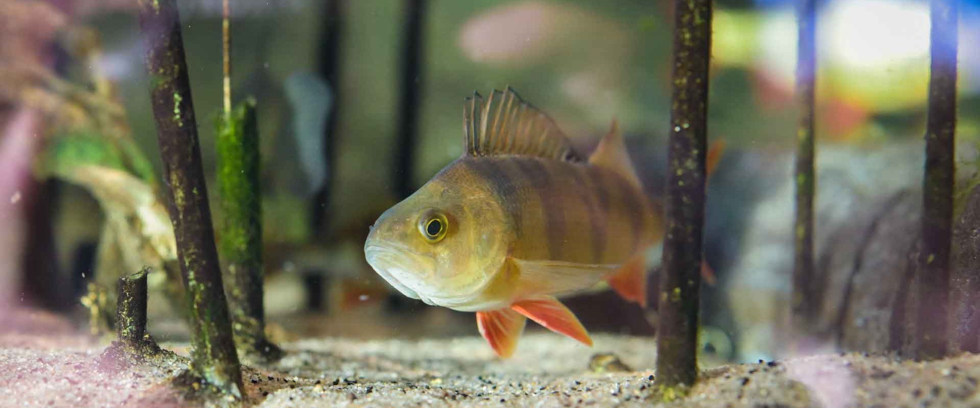 En abborre i naturums akvarium