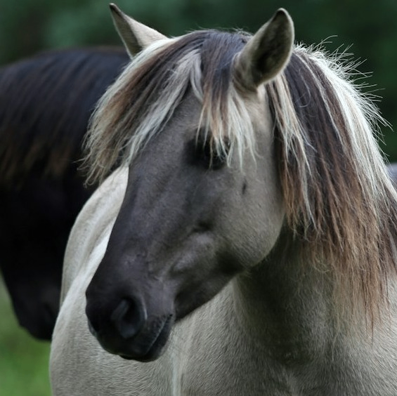 Evenemangs bild för evenemang Anpassad ridning för barn och unga med funktionsvariation