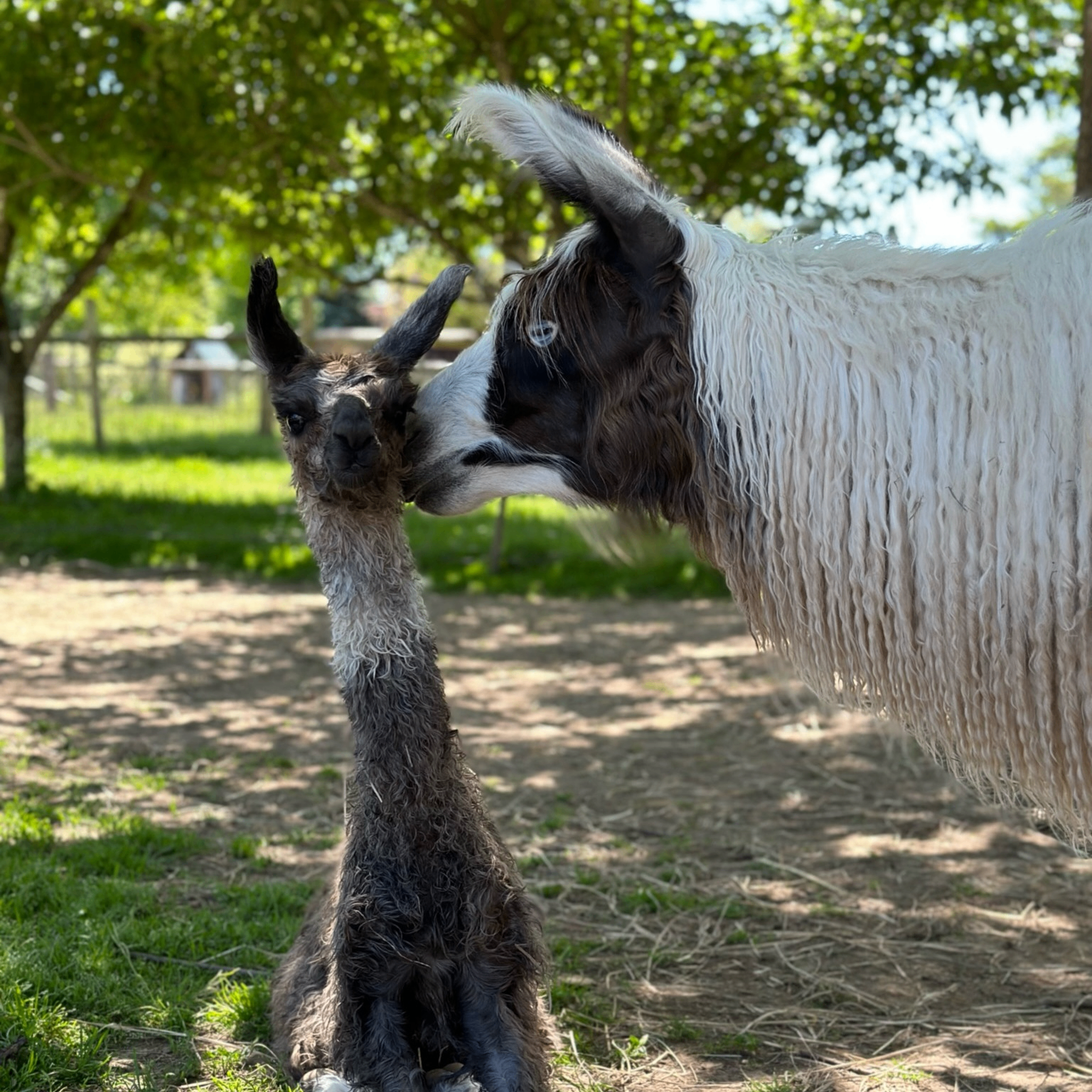 Event Photo: Frog Pond Farm Opening Weekend