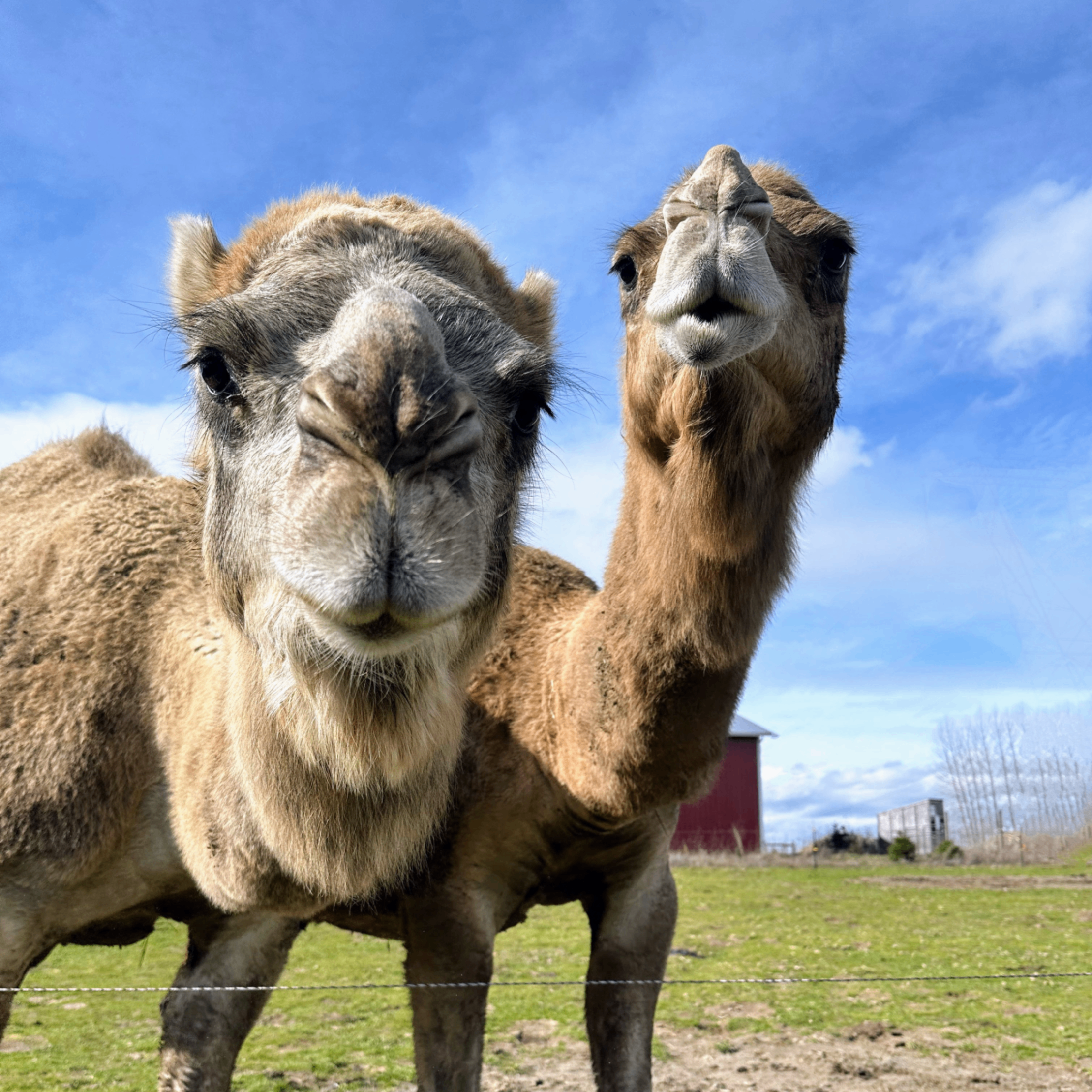 Event Photo: Frog Pond Farm Opening Weekend
