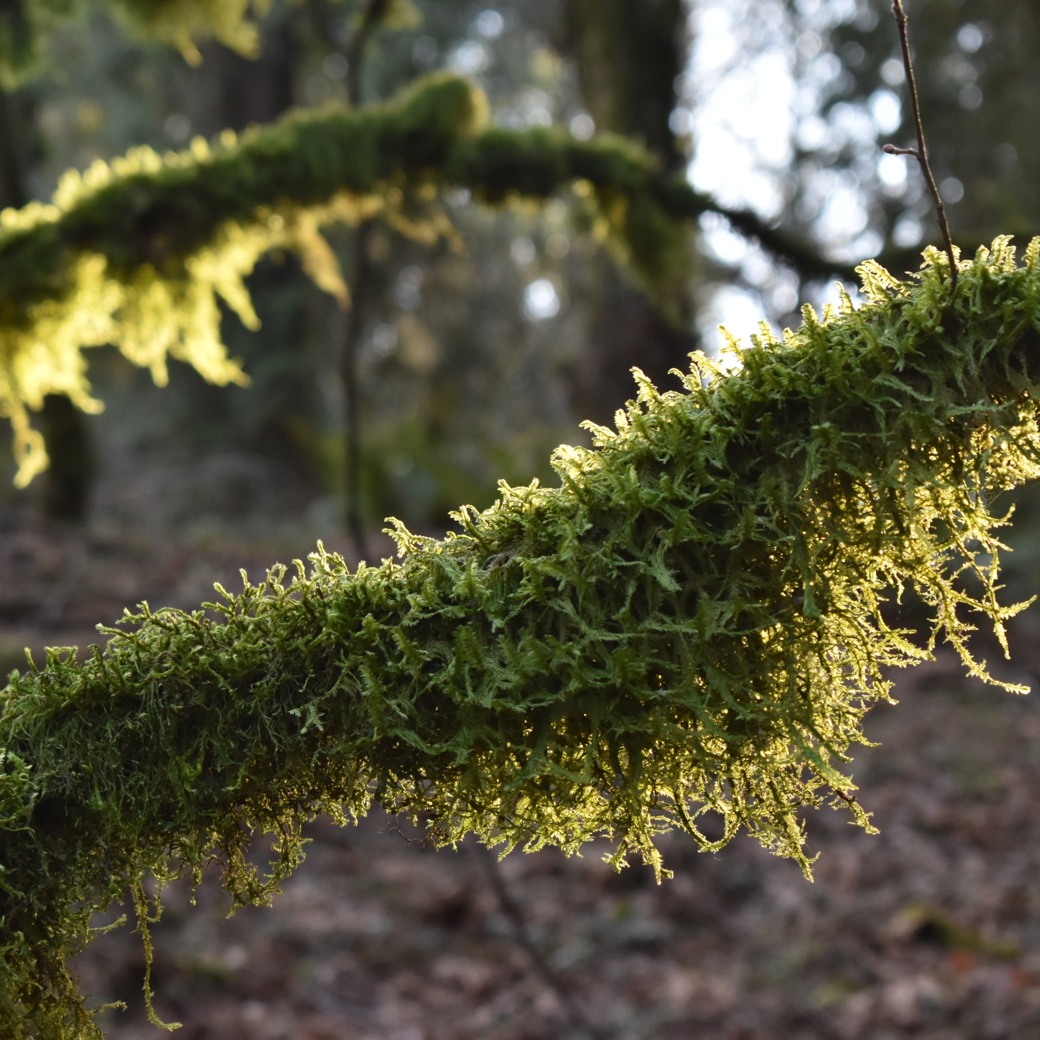 Photograph of branch covered in moss and bathed in sunlight.