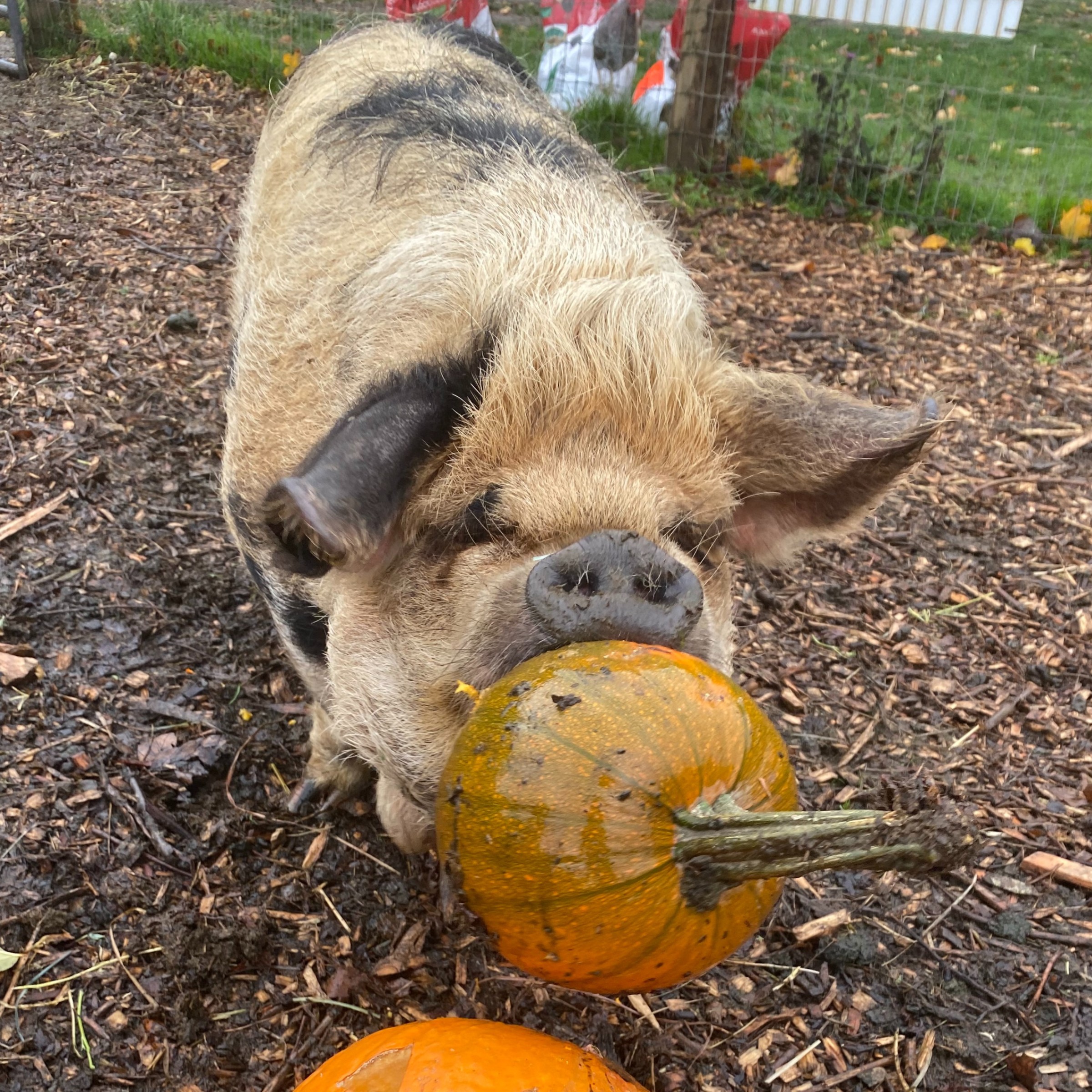 Event Photo: Triskelee Farm Fall Fest
