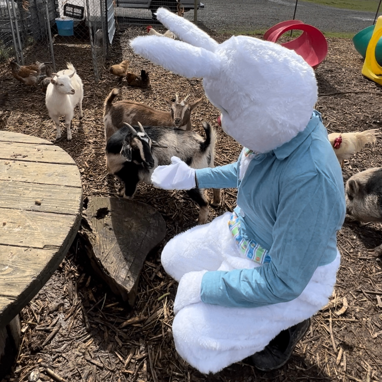 a giant bunny petting goats