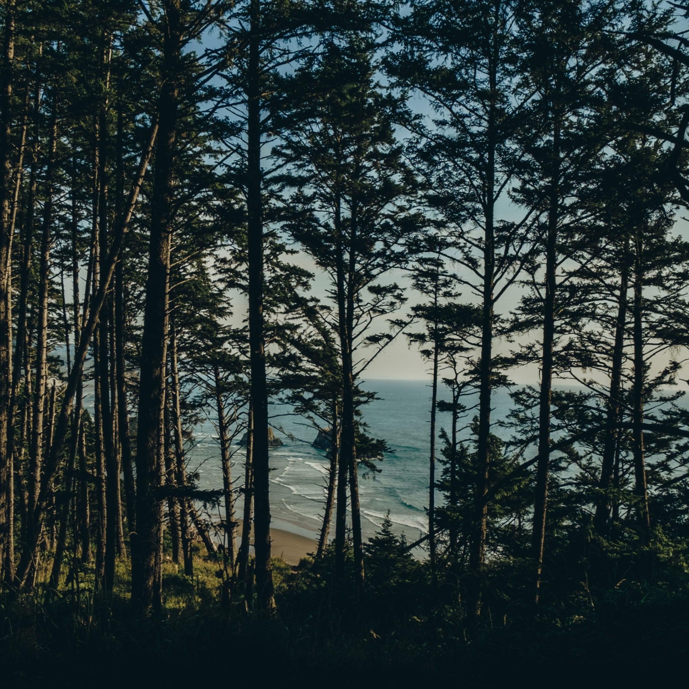 view of a beach through trees