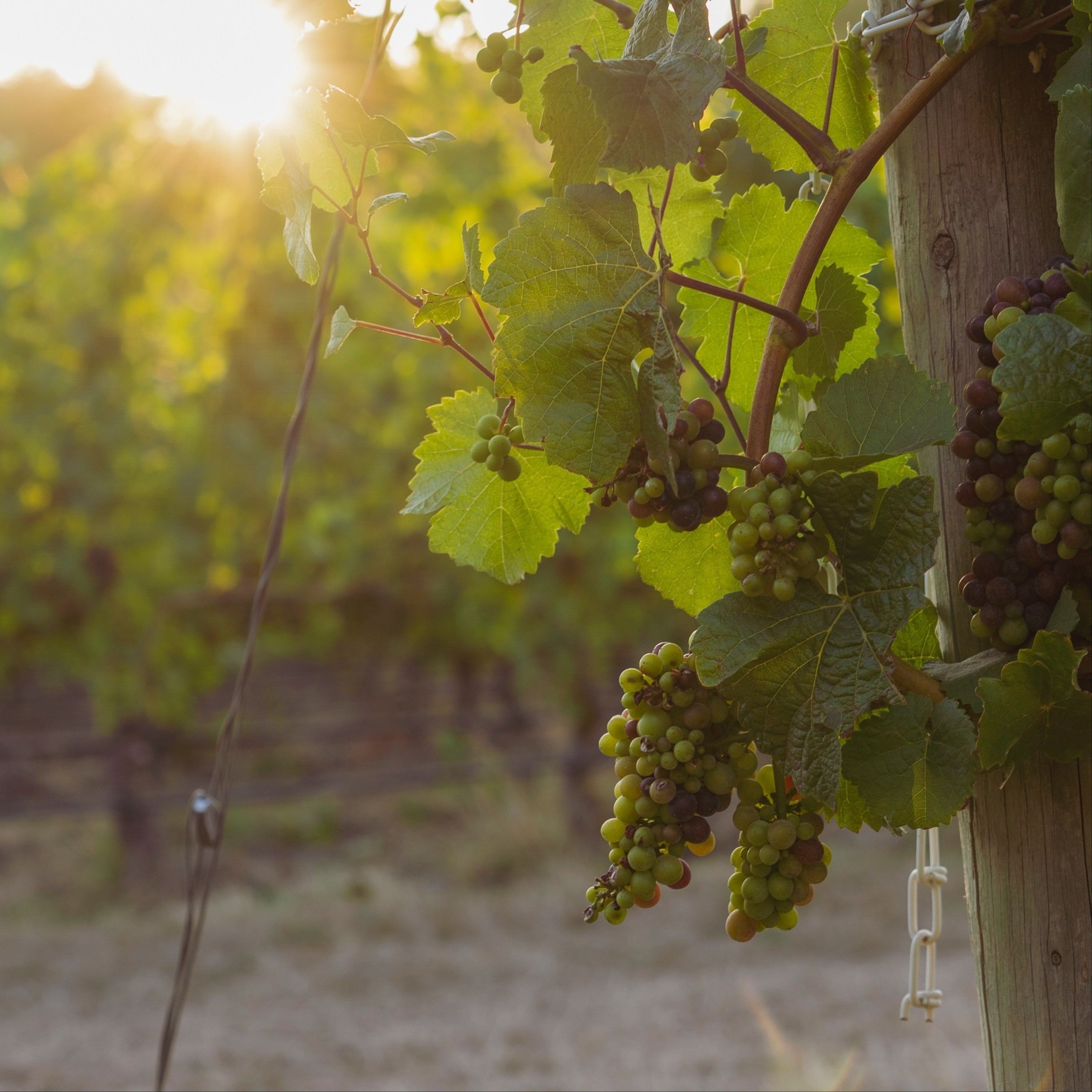 grapes growing on a vine