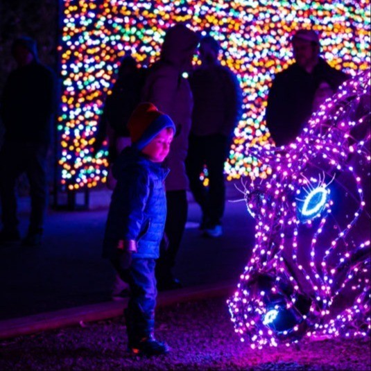 a child looking at a hippopotamus made out of holiday lights 