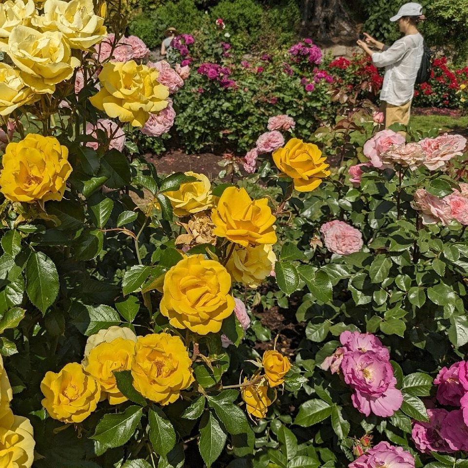 many varieties of roses in a garden