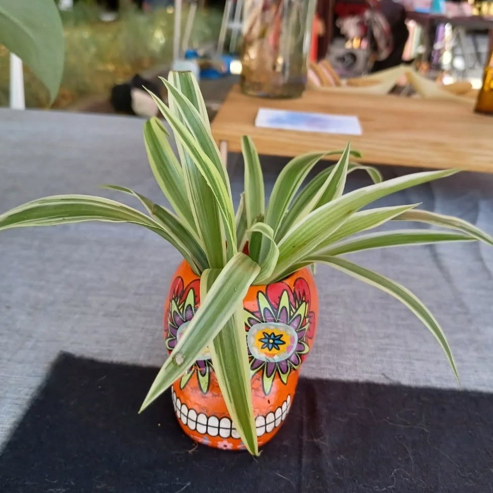 a plant in a colorful sugar skull planter