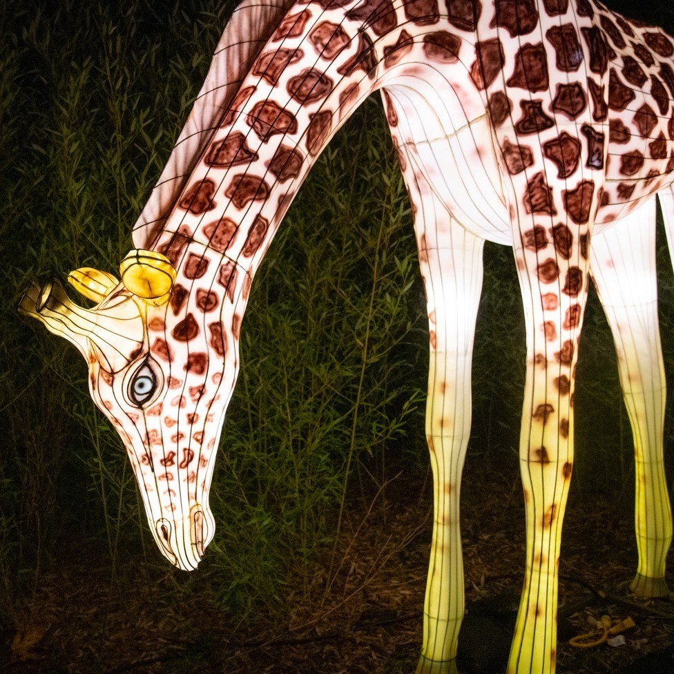 a giraffe figure made out of holiday lights