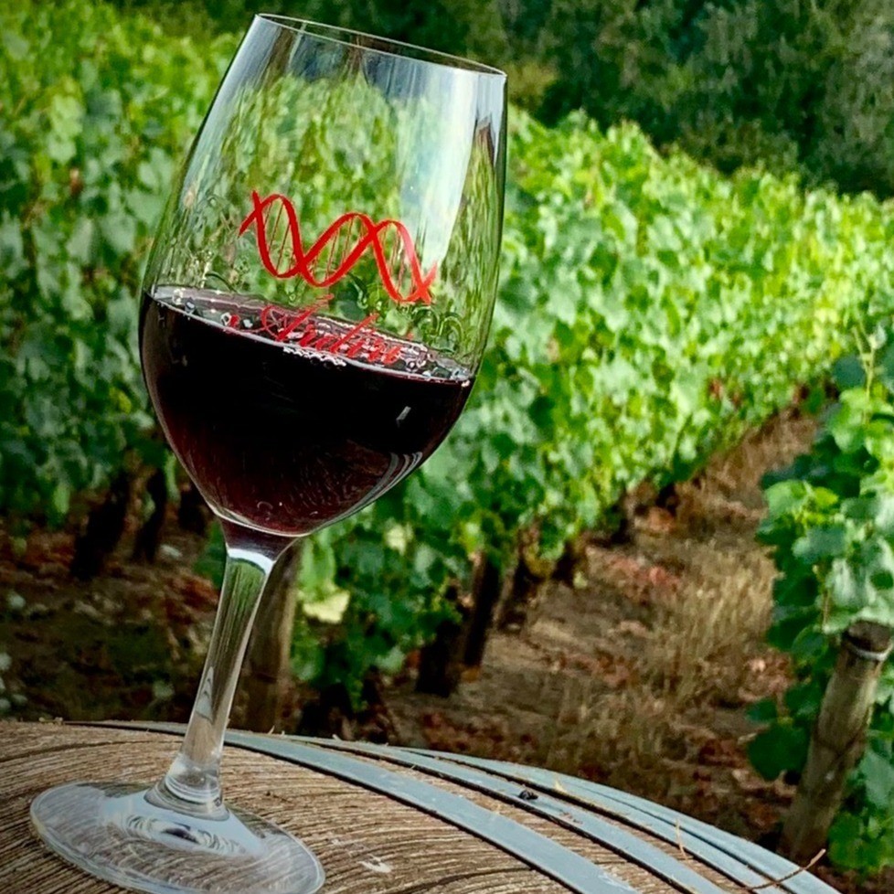 a wine glass in front of rows of grapes