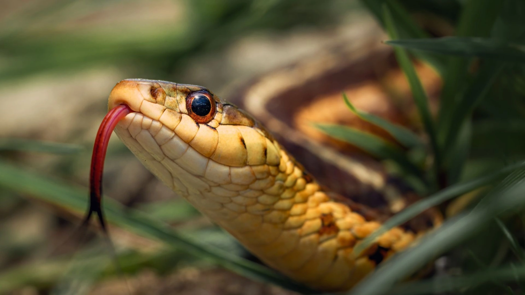 Akvariestugan besöker biblioteket - Djur & Natur evenemang i Varberg
